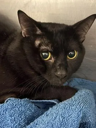 A young small-sized male Domestic Short Hair cat named Wesker for adoption in Gainesville, FL