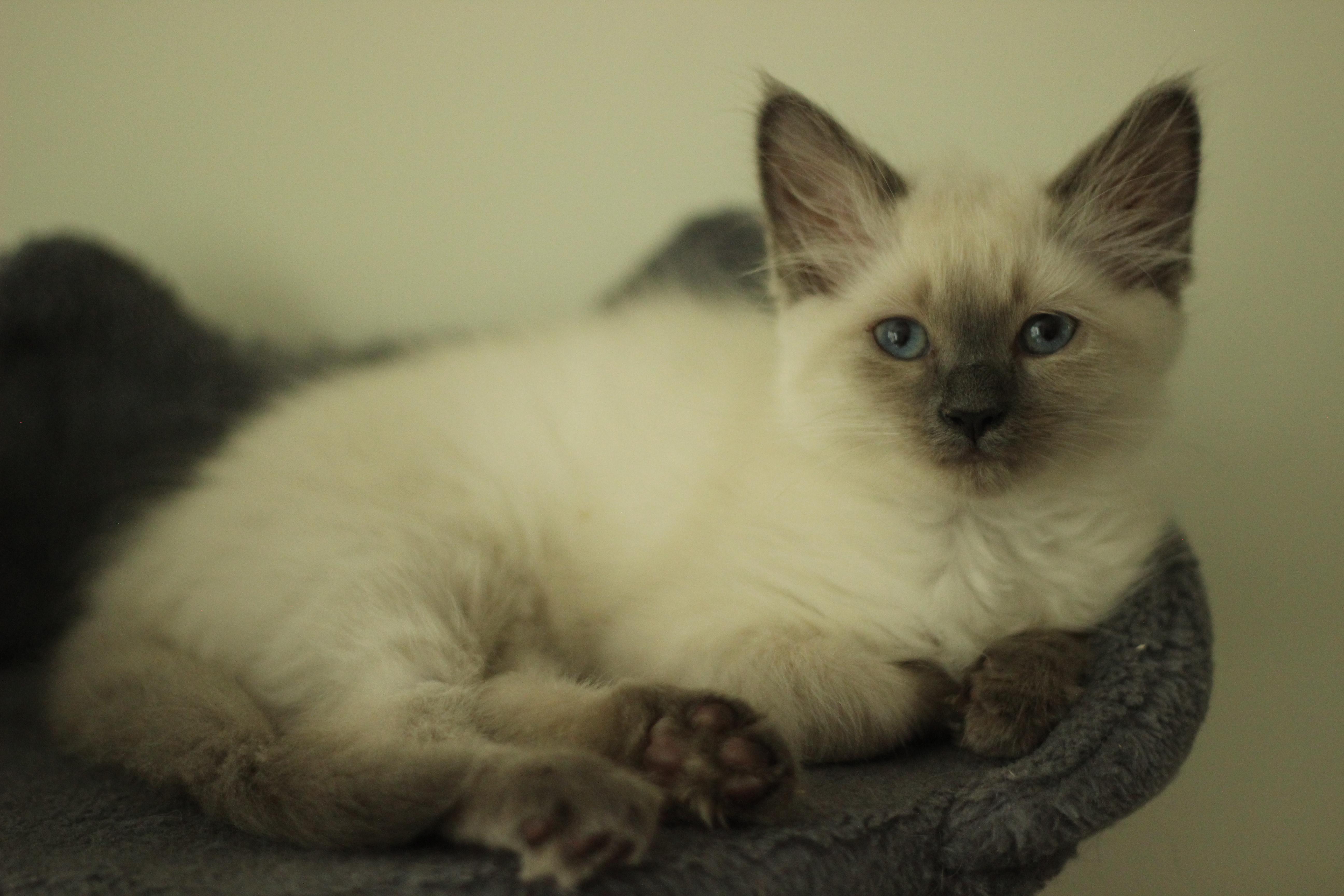 A baby small-sized male Domestic Medium Hair cat named Jacob for adoption in Hillsborough, NC