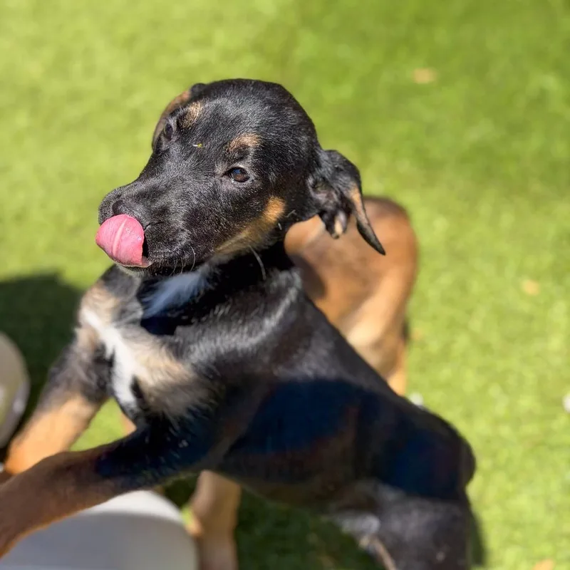 A baby medium-sized female Black Terrier dog named Belle for adoption in Gainesville, GA