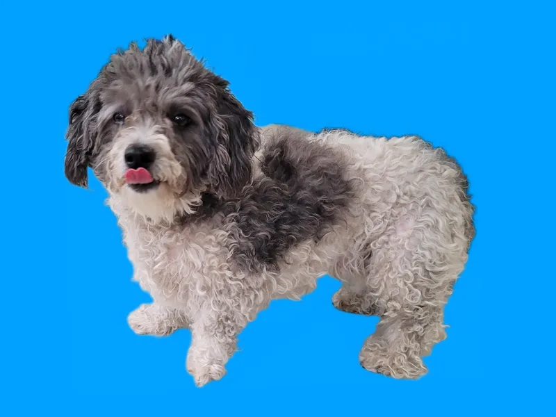 A young small-sized female Poodle dog named Halo for adoption in Los Angeles, CA