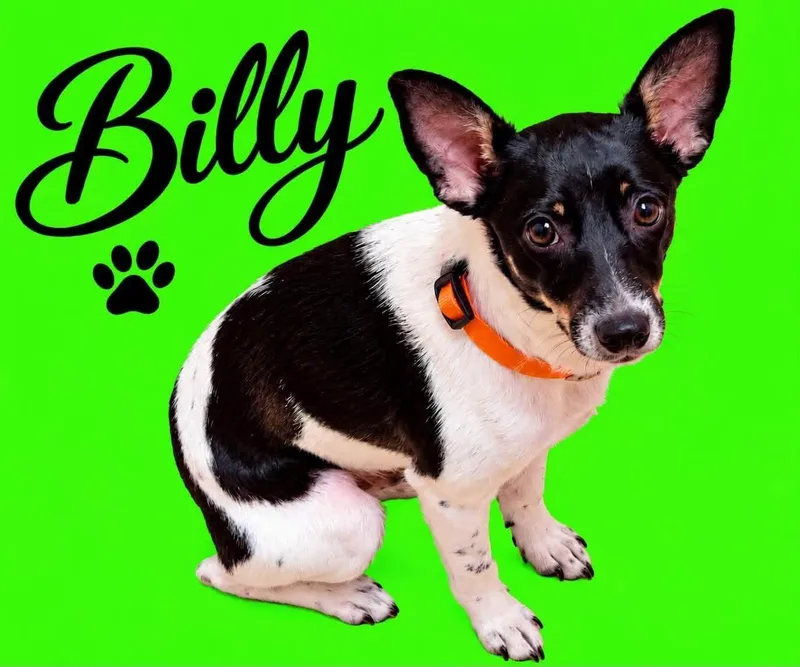An adult small-sized male Rat Terrier dog named Billy for adoption in Walker, LA