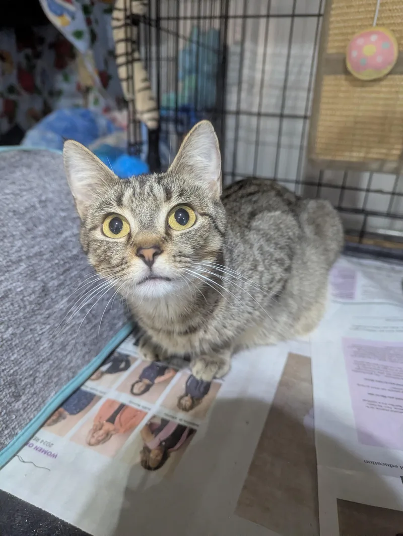 An adult medium-sized female Tabby (Buff / Tan / Fawn) Domestic Short Hair cat named Mayzie for adoption in Batesville, IN