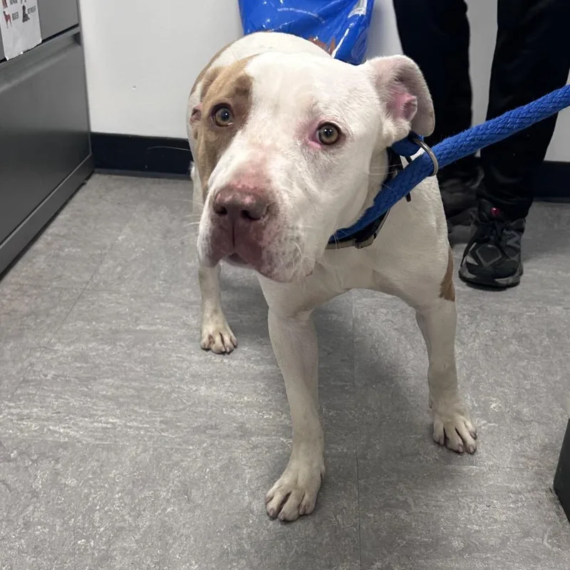 A young medium-sized female White / Cream Mixed Breed dog named Allie for adoption in Philadelphia, PA