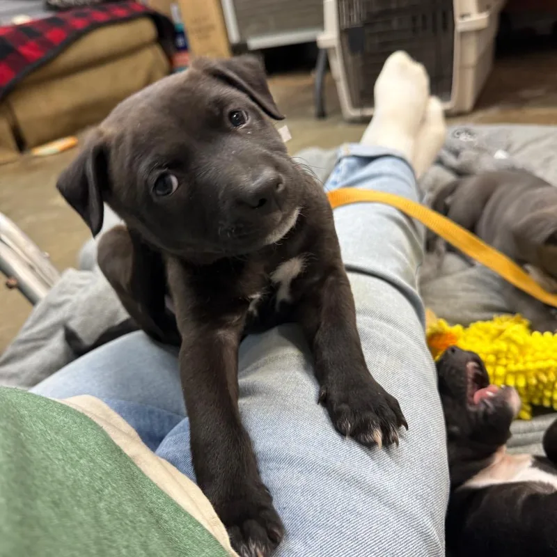 Truffles thumbnail 3