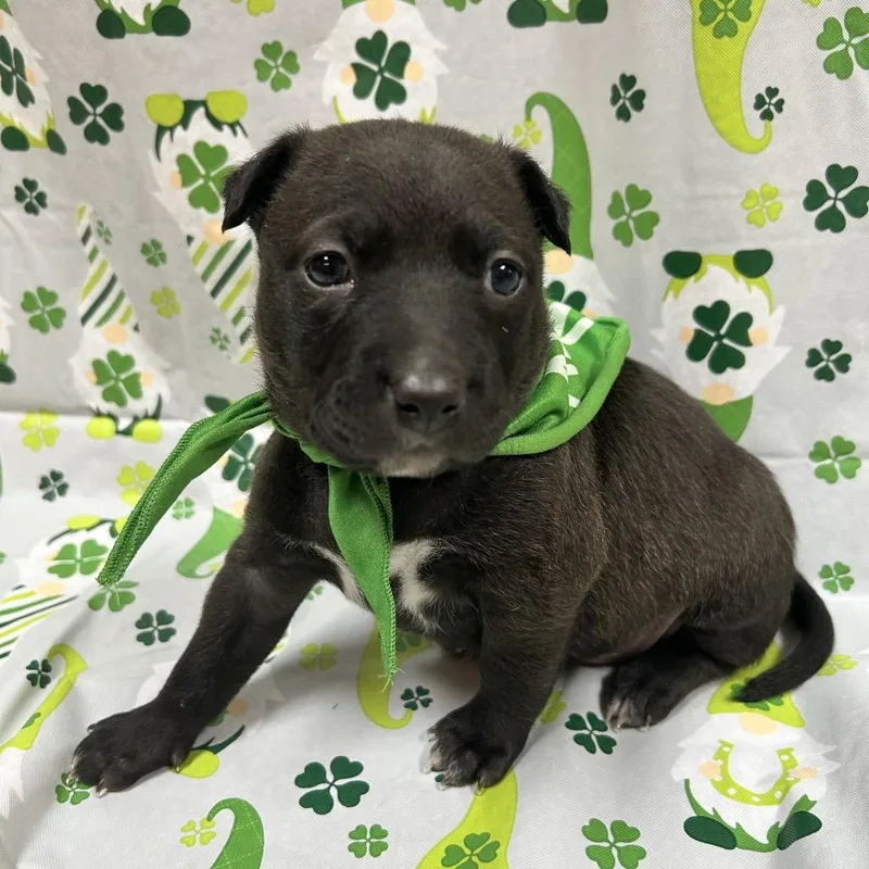 Truffles thumbnail 6