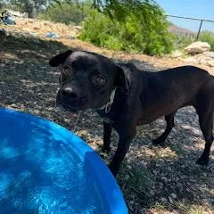 An adult medium-sized female Black Mixed Breed dog named Raven for adoption in Pasadena , MD