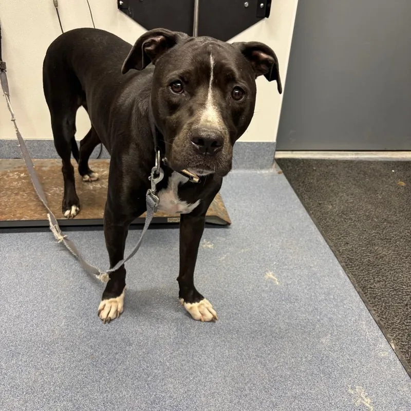 An adult large-sized male Pit Bull Terrier dog named Montana for adoption in St Joseph, MO