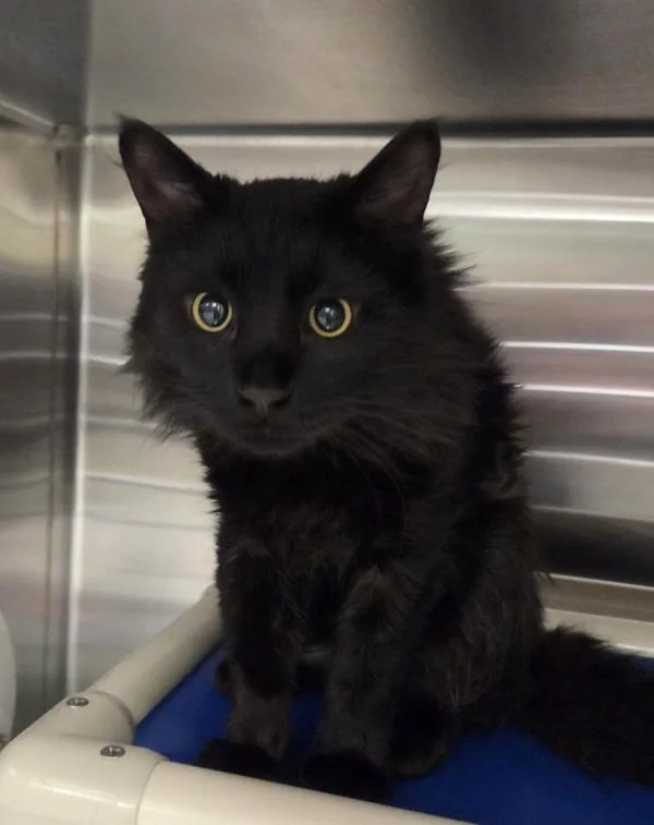 An adult medium-sized male Domestic Medium Hair cat named Damien for adoption in Millersville, MD