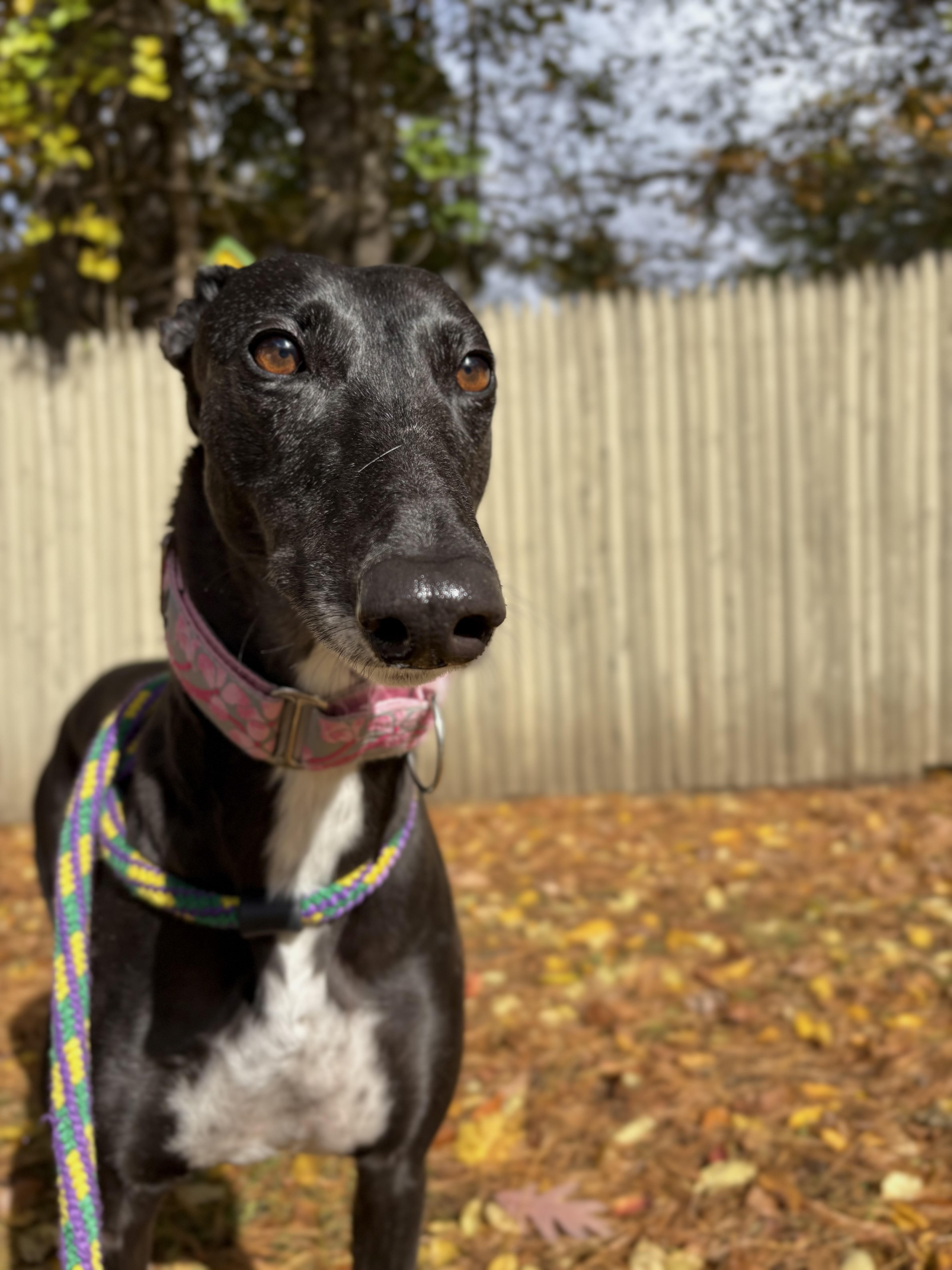 An adult large-sized female Black Greyhound dog named Stella for adoption in Swanzey, NH