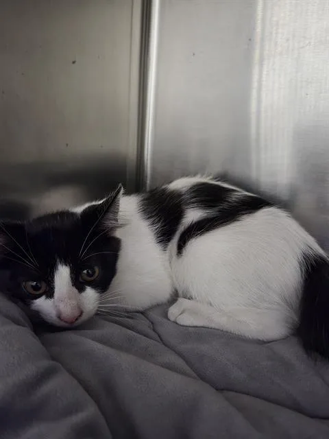A baby small-sized female Domestic Short Hair cat named Panda for adoption in Bakersfield, CA