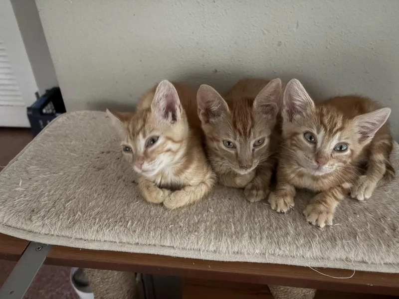 A baby medium-sized male Orange / Red Domestic Short Hair cat named Boris von Biscuit for adoption in Orlando, FL