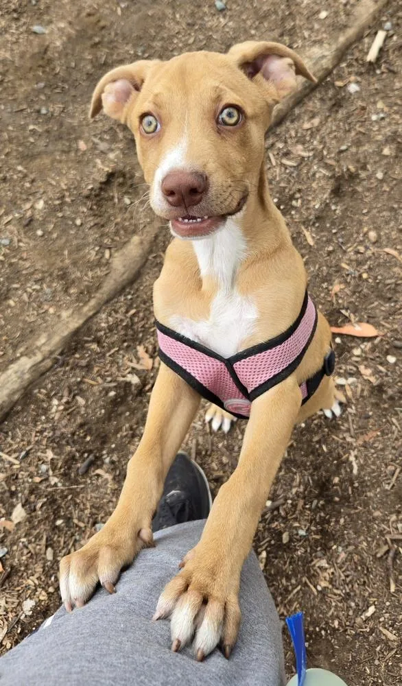 Ezzy  Uno thumbnail 3