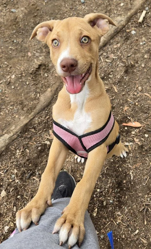 Ezzy  Uno thumbnail 4