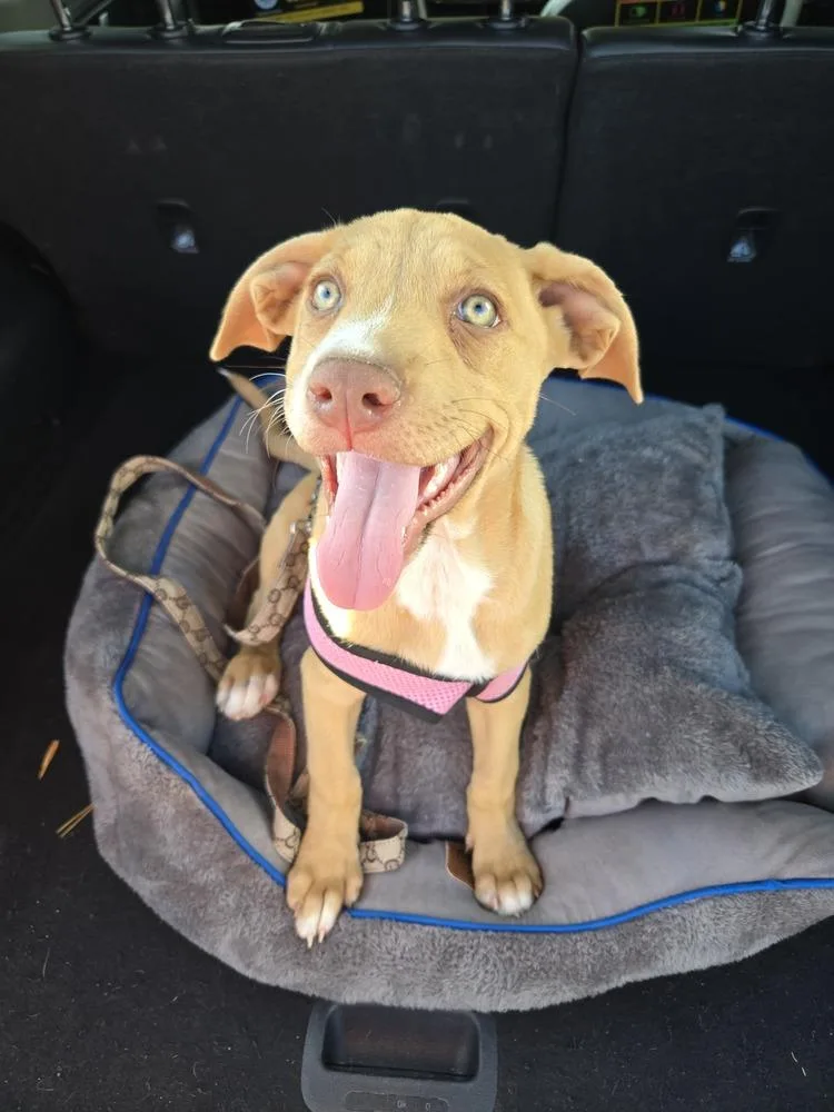 Ezzy  Uno thumbnail 5