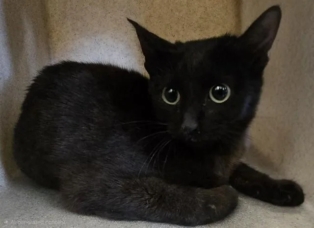 A young medium-sized female Domestic Short Hair cat named Jessicat for adoption in Lancaster, CA