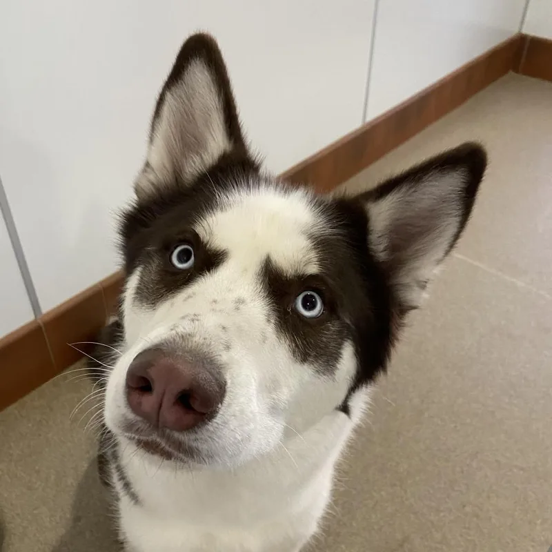 Shiro
