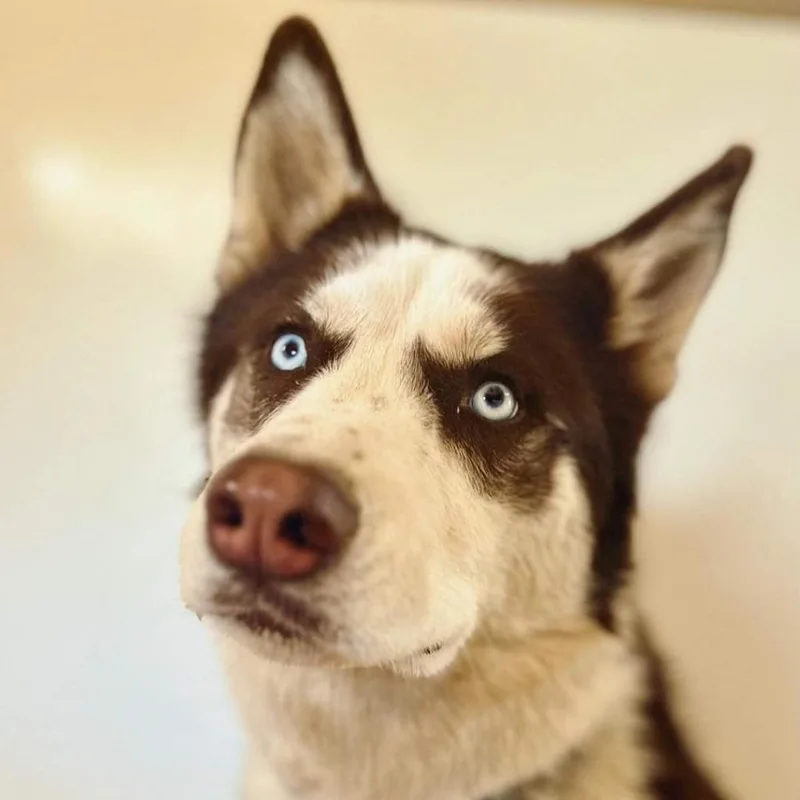 Shiro thumbnail 3