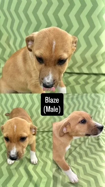 A baby medium-sized male Terrier dog named Blaze for adoption in Manchester, CT