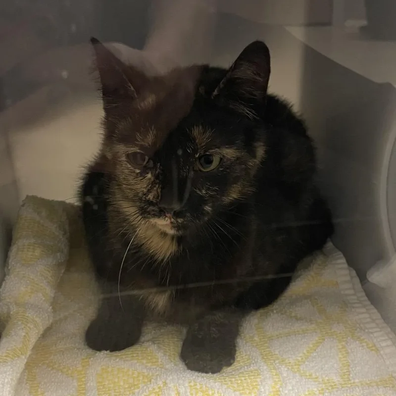 An adult medium-sized female Black Domestic Short Hair cat named Watercress for adoption in Bristol, IN