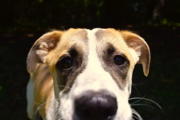 A young medium-sized male Mixed Breed dog named Spaghetti for adoption in Mobile, AL