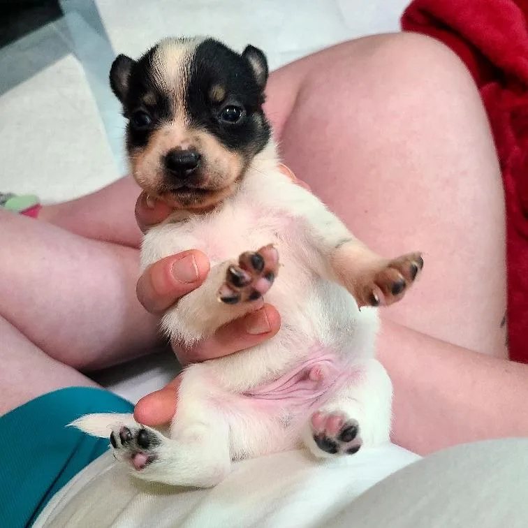 A baby small-sized male White / Cream Chihuahua dog named Dill for adoption in Kerrville, TX