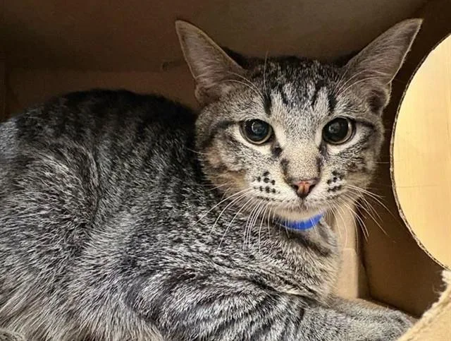A baby medium-sized male Domestic Medium Hair cat named Jake for adoption in Saint Louis, MO