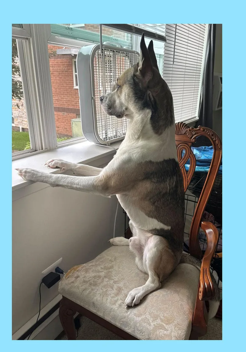 A young medium-sized male Husky dog named Bruce for adoption in Lake Geneva, WI