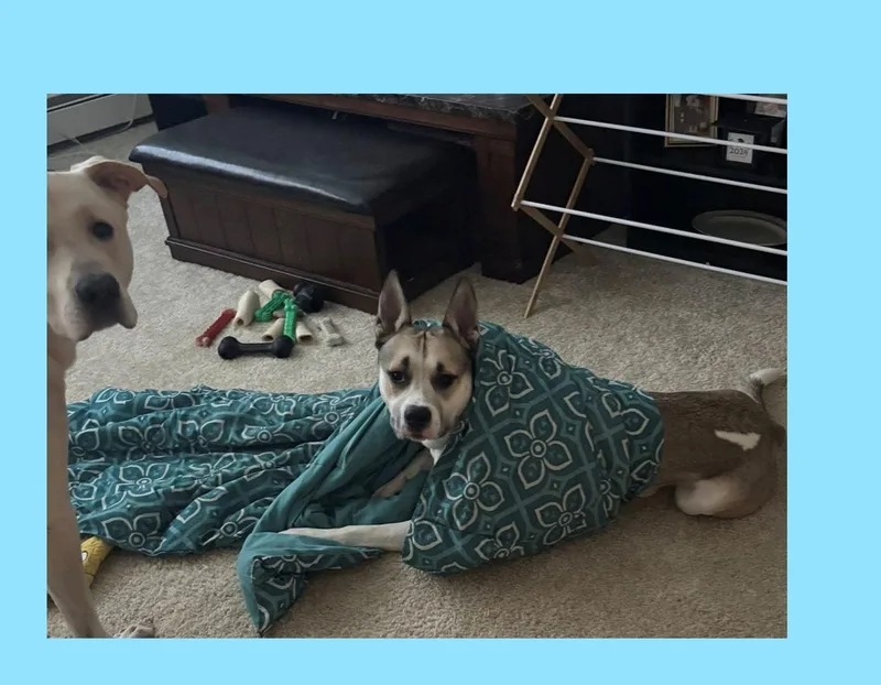 Bruce thumbnail 2