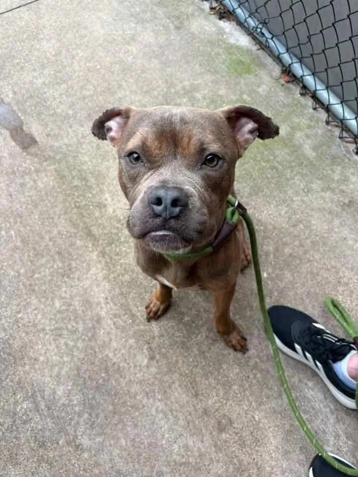 An adult medium-sized male Brindle Pit Bull Terrier dog named Panhandle for adoption in Chicago, IL