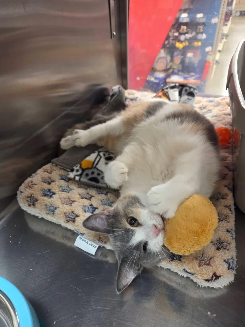 An adult small-sized female Calico cat named Alessia lap cuddler for adoption in Jackson, GA