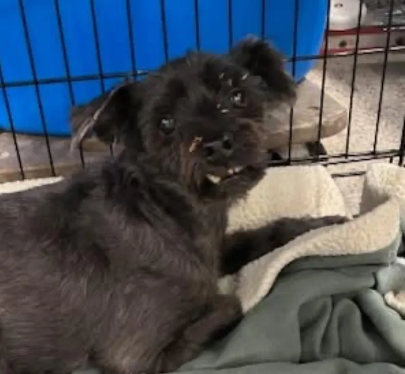 A senior small-sized male Miniature Schnauzer dog named Jd for adoption in Aurora, IL