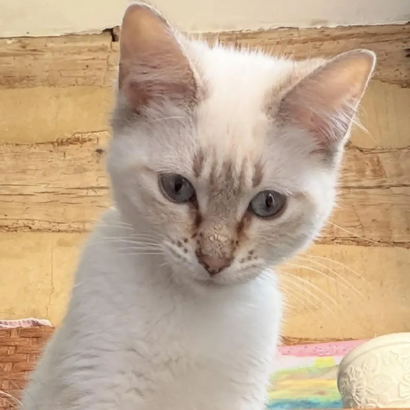 A baby small-sized female Cream / Ivory Domestic Short Hair cat named Claudia Lr for adoption in Union, MO