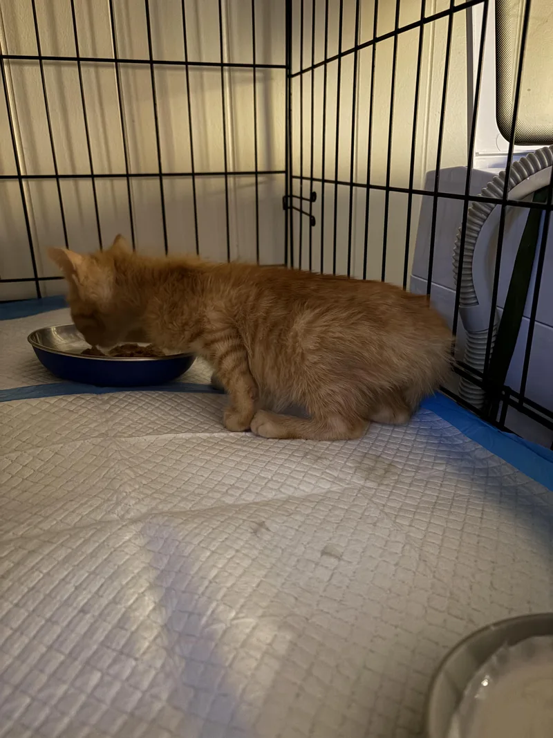 A baby small-sized male Orange / Red Domestic Short Hair cat named Angel for adoption in Jersey City, NJ