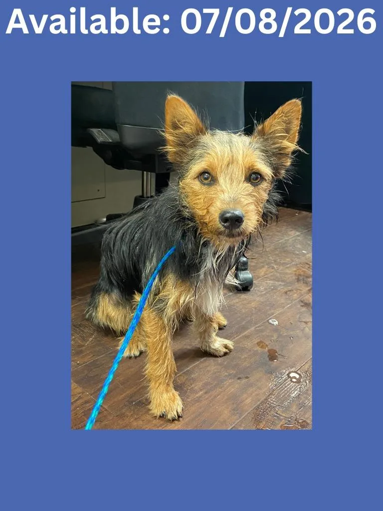 A young medium-sized male Terrier dog named Dog Kennel for adoption in Greenville, TX