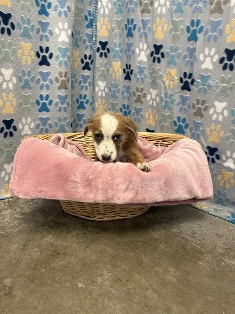 A baby medium-sized female American Bulldog dog named Clara for adoption in Rosenberg, TX