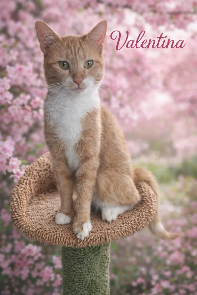 A young medium-sized female Orange & White Tabby cat named Valentina Will Steal Your for adoption in Laurel, MD