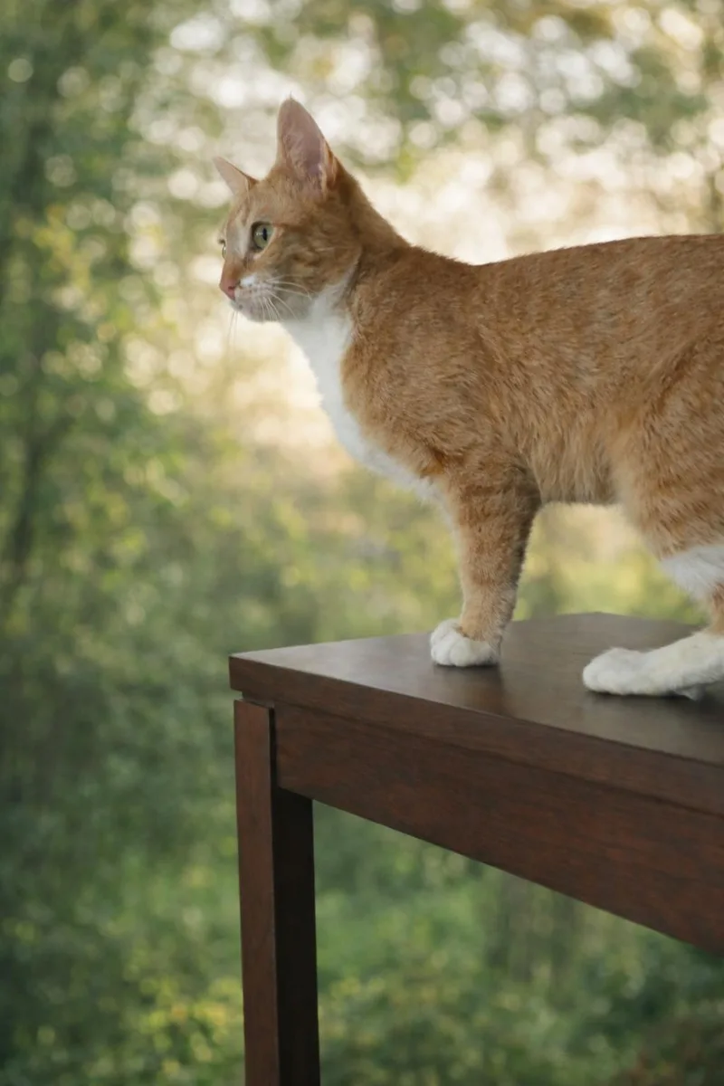 Valentina Will Steal Your thumbnail 3