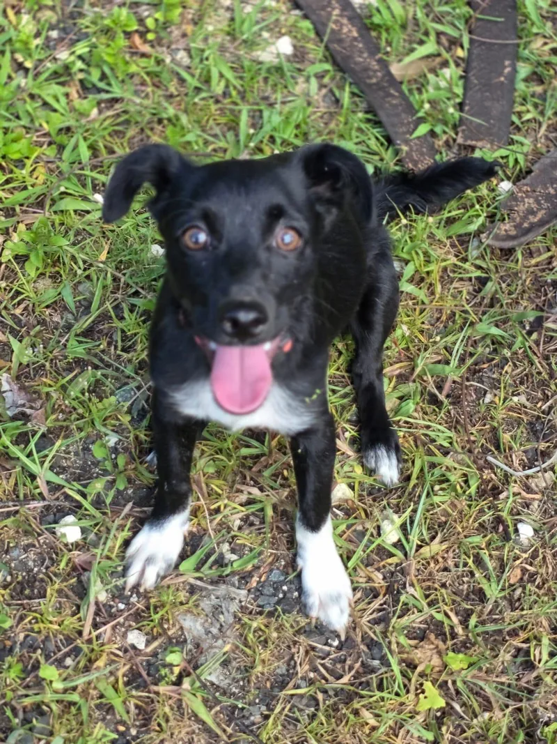 A young small-sized male Border Collie dog named Blackie for adoption in Albion, NY