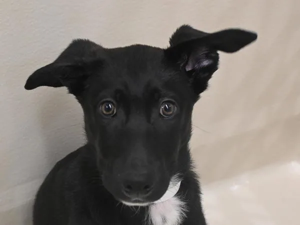 A baby medium-sized male Shepherd dog named Max for adoption in Portland, OR