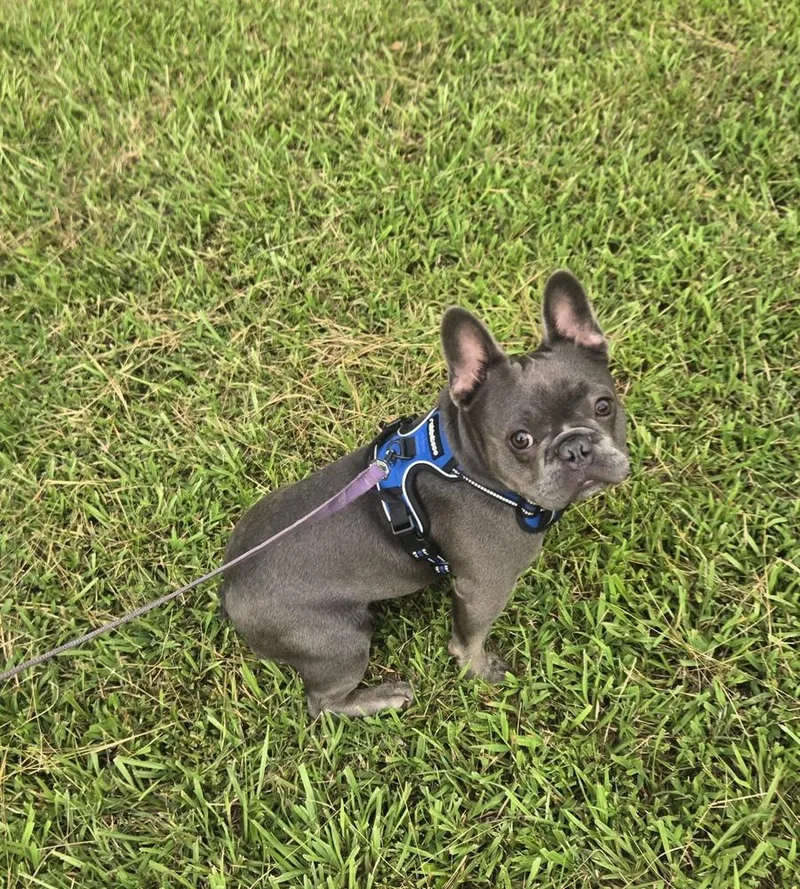 Bo Frenchie