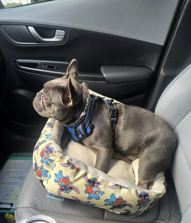 Bo Frenchie thumbnail 2