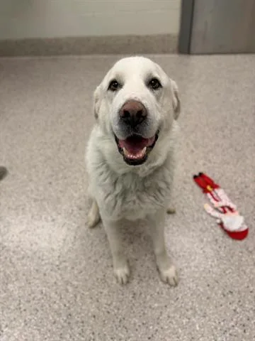 A young extra large-sized male Great Pyrenees dog named Baymax for adoption in Brighton, CO