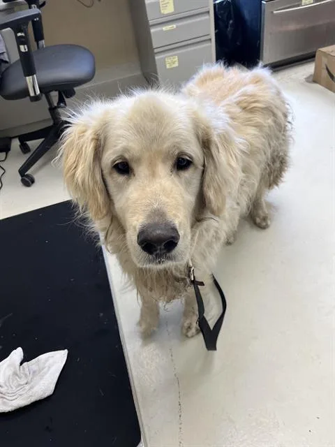 An adult large-sized male Golden Retriever dog named Thor for adoption in Santa Cruz, CA