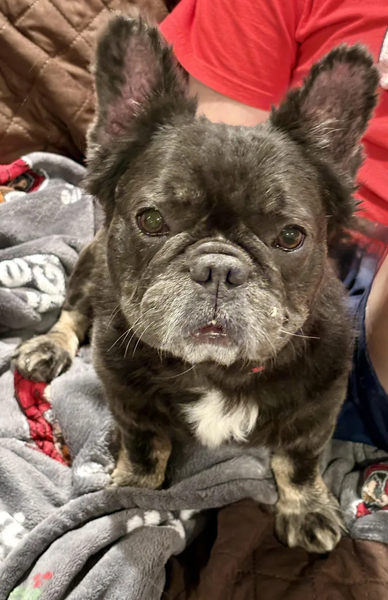 Lulu