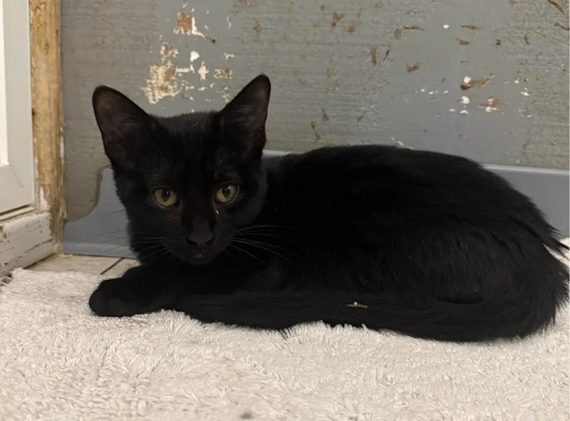 A baby small-sized male Domestic Short Hair cat named Phantom for adoption in Lemoore, CA