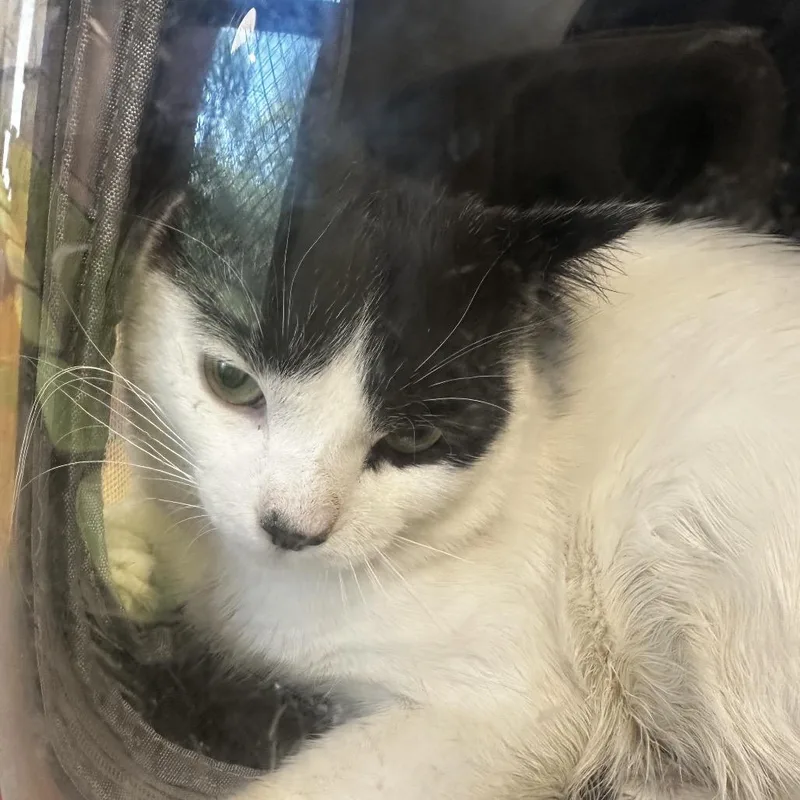 A senior small-sized male Black Domestic Short Hair cat named Dean for adoption in Philadelphia, PA