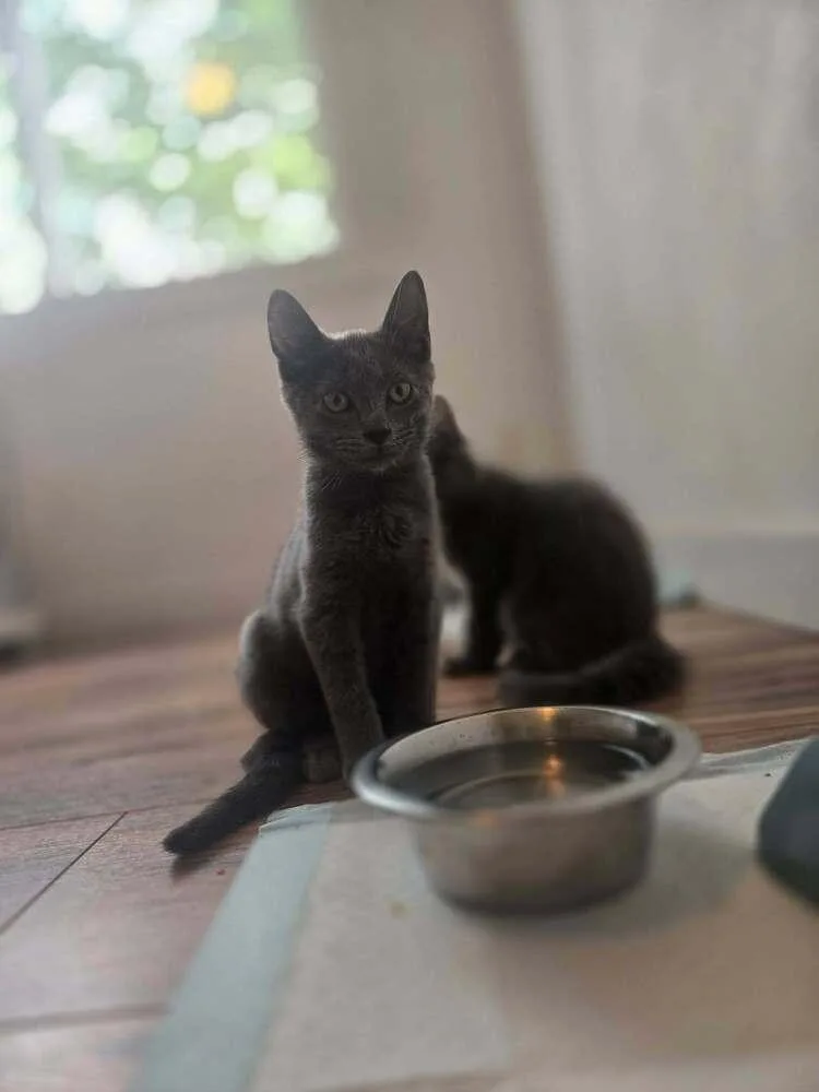 A baby medium-sized male Gray / Blue / Silver Domestic Short Hair cat named Skippi for adoption in Dorr, MI