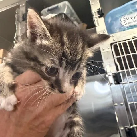 A baby small-sized male Brown / Chocolate Domestic Short Hair cat named Keanu for adoption in Los Angeles, CA