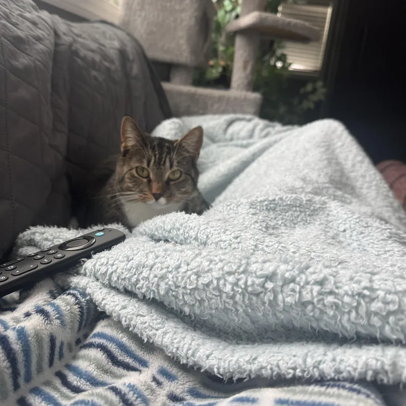 An adult medium-sized female American Shorthair cat named Cranberry for adoption in Manchester, CT
