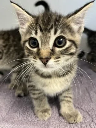 A baby small-sized male Domestic Short Hair cat named Oakley for adoption in Fairfax, VA